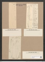 Pleurosigma angulatum strigosum (Queck.) W.Sm. (de-Toni-Nr.: Genus 13, Species 1001) Zeichnungen Sammlung Grunow Nr. 2021 (NHMW-BOT-W0368873)